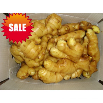Golden Supplier in China / Fresh Ginger / 2015 Nouvelle culture / Gingembre séché à l&#39;air